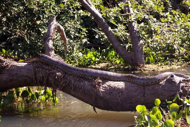 Sucuri tomando sol.