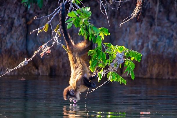 Macaco tomando &aacute;gua.