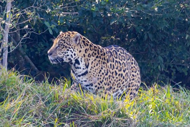 On&ccedil;a-pintada, maior felino das Am&eacute;ricas.