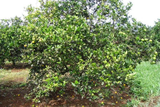 Plantas infectadas apresentam inicialmente folhas com manchas amarelas;