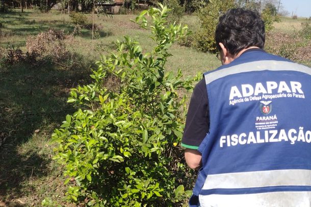 A &aacute;rea ocupada pela citricultura no Paran&aacute; &eacute; de aproximadamente 29.200 ha, sendo 20.700 ha de laranjas, 7.000 ha de tangerinas e 1.500 ha de lima &aacute;cida tahiti.