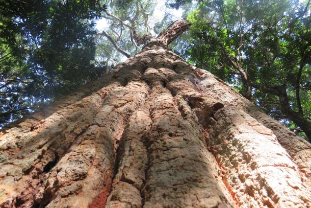 Alguns estudos sugerem que uma peroba rosa pode passar dos 700 anos.