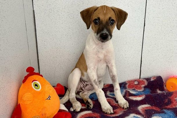 Cachorrinha foi nomeada como Isadora pela equipe da cl&iacute;nica.