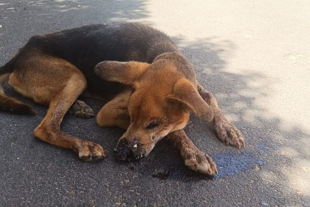 Cachorro foi encaminhado para interna&ccedil;&atilde;o em Loanda.