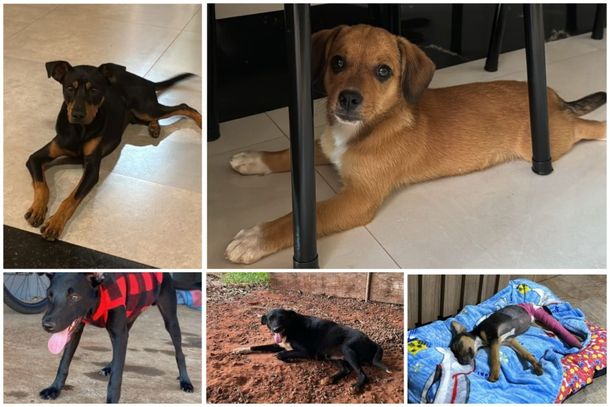 Todos esses animais foram resgatados e est&atilde;o dispon&iacute;veis para ado&ccedil;&atilde;o; veja a descri&ccedil;&atilde;o de cada um abaixo.