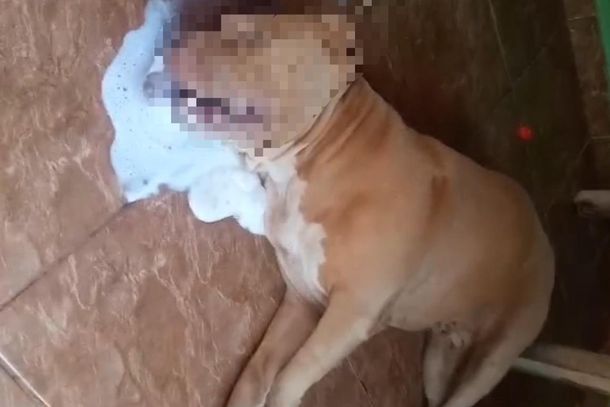 Tutores acordaram com o animal passando mal no dia 9 de mar&ccedil;o.