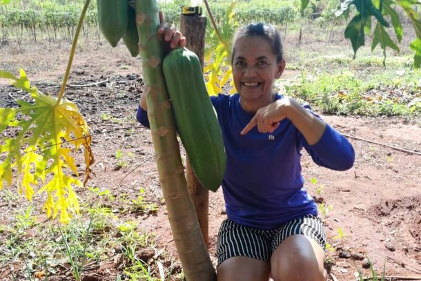 O mam&atilde;o gigante pode dar outros frutos de igual propor&ccedil;&atilde;o.