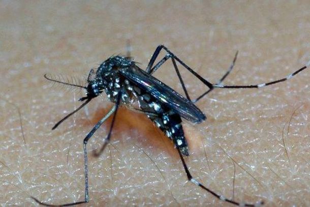 Mantenha o quintal limpo para evitar criadouros do mosquito causador da doen&ccedil;a.