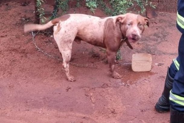 Ataque ocorreu na resid&ecirc;ncia do outro animal.