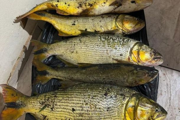 Com o fim do defeso, volta a ser permitida a pesca de esp&eacute;cies nativas.