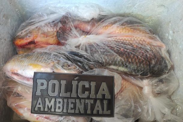 Pescados foram doados a uma entidade do munic&iacute;pio.