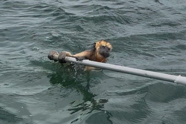 Animal estava nas proximidades do Porto Bras&iacute;lio.