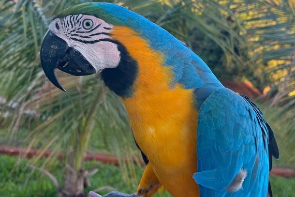 Arara visitava os moradores locais frequentemente.