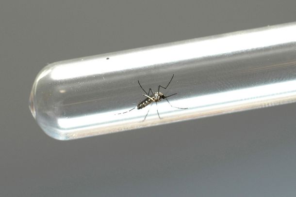 Novo informe semanal da dengue foi divulgado nesta ter&ccedil;a-feira (8).