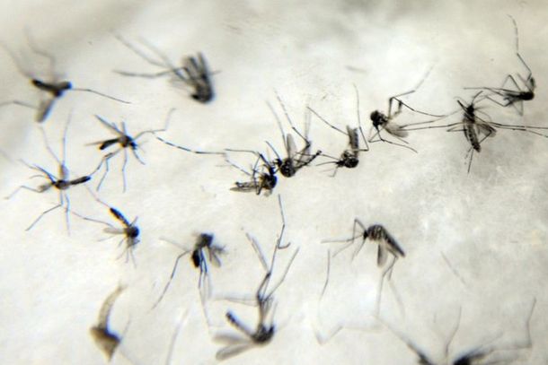 A 14&ordf; regional de sa&uacute;de de Paranava&iacute; continua sendo a com mais casos da doen&ccedil;a no Estado.