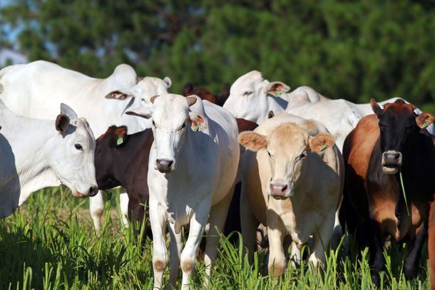 Aus&ecirc;ncia do cadastro impossibilita movimenta&ccedil;&atilde;o dos animais e pode resultar em multa.