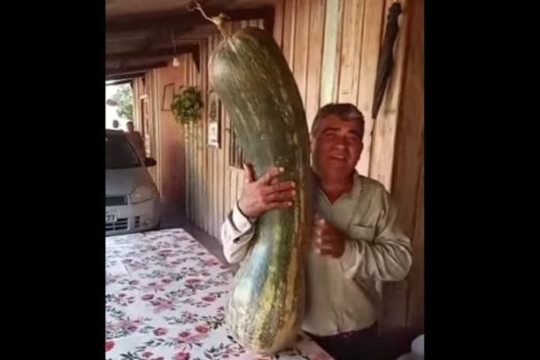 Ab&oacute;bora de 1,2 metro de comprimento com o agricultor  Donizete.
