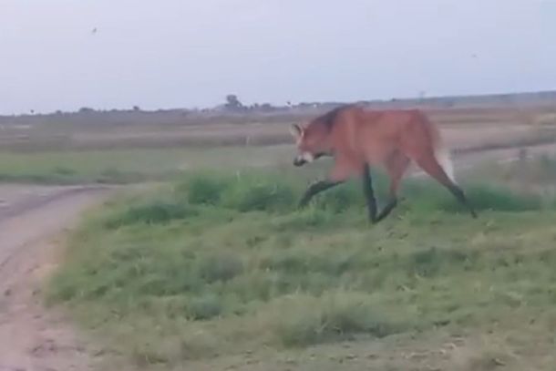 &Eacute; poss&iacute;vel que o animal tenha se aproximado em busca de alimento.