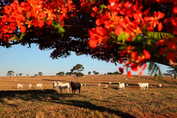 Pecuaristas de Loanda e regi&atilde;o devem fazer o cadastro.