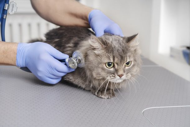 H&aacute; oportunidade para estudantes de medicina veterin&aacute;ria.