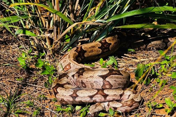 Serpente foi devolvida &agrave; natureza.