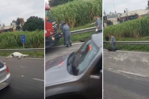 Acidente entre tr&ecirc;s ve&iacute;culos deixa uma pessoa ferida e dois cavalos mortos na Rodovia Anhanguera