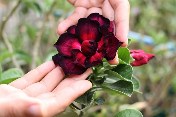 &lsquo;&rsquo;Rosa do Deserto&rsquo;&rsquo; &eacute; uma flor que vem fazendo muito sucesso em Lucas do Rio Verde e tamb&eacute;m na regi&atilde;o