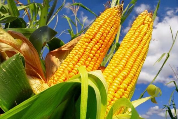 Apesar do mercado internacional indicar redu&ccedil;&atilde;o na produ&ccedil;&atilde;o de milho, regi&atilde;o de Lucas do Rio Verde se mant&eacute;m est&aacute;vel por conta da demanda da agroind&uacute;stria de etanol e ra&ccedil;&atilde;o