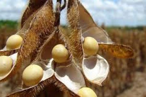 Agricultores da regi&atilde;o de Lucas do Rio Verde vivem expectativa de safra 2020 ser melhor do que as dos dois anos anteriores