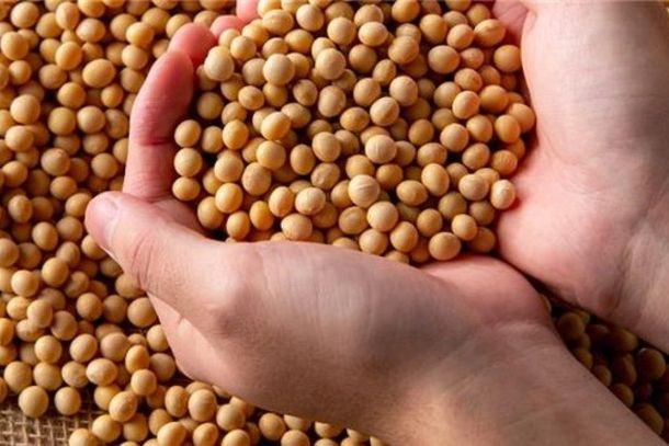 Soja: Menor oferta mant&eacute;m pre&ccedil;os firmes no mercado interno