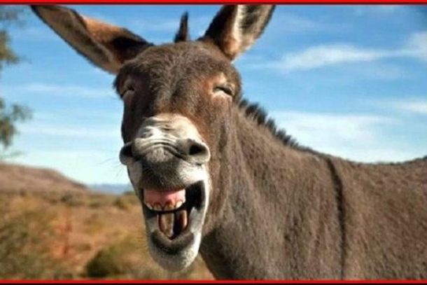 Cr&ocirc;nica do Burro Morto
