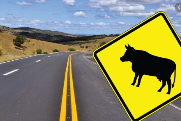 Animais na pista podem causar acidentes