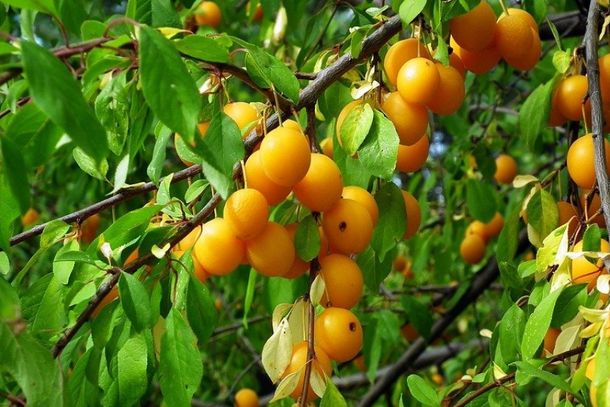 As mudas Frut&iacute;feras, Nativas e Ornamentais dependem de uma demanda de 150 a 200 mudas para que seja realizada a entrega em Mariana.