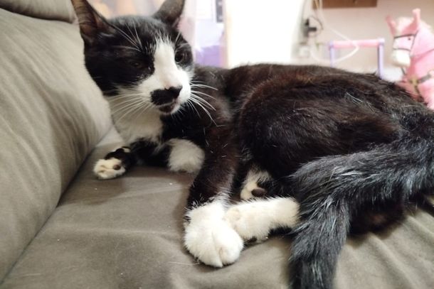 Gato Biscoito j&aacute; retornou ao lar