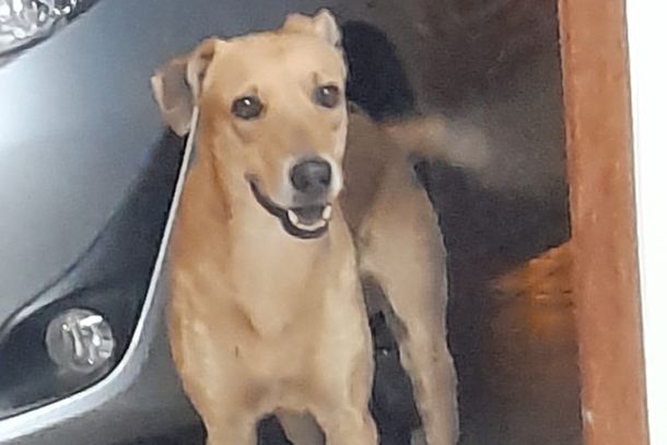 Thor tem 7 anos de idade