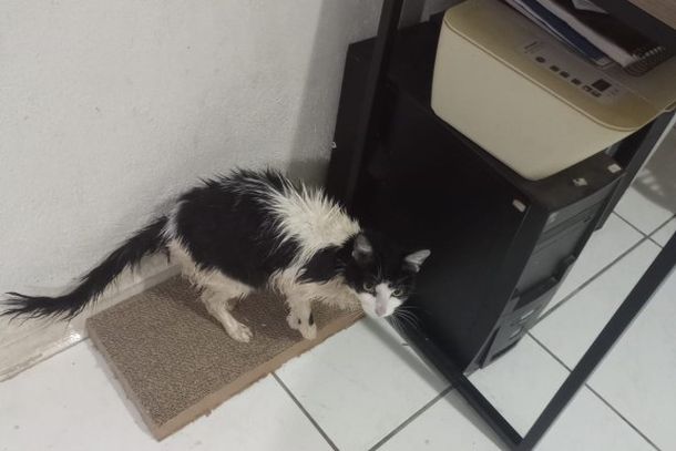 Gata Mari voltou para a casa da tutora Bruna, no bairro Portal