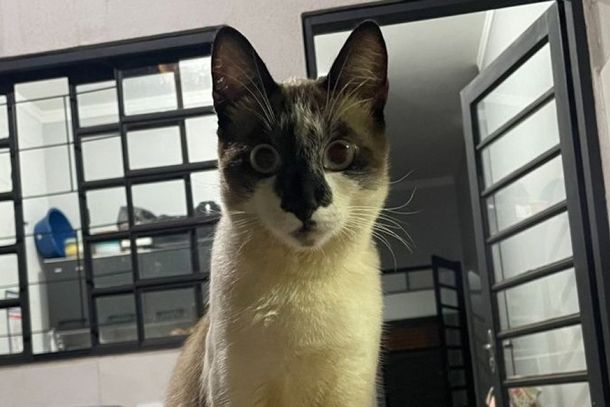 Niguiri est&aacute; desaparecido desde a manh&atilde; desta ter&ccedil;a-feira (16)