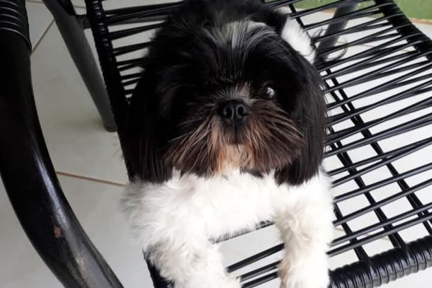 Meg &eacute; pequena, tem pelagem preta e branca, sem rabinho, e apresenta caracter&iacute;sticas bem marcantes no rosto
