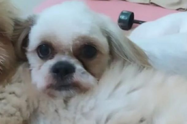 C&atilde;ozinho Salsicha est&aacute; desaparecido desde o dia 13/02