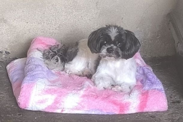 C&atilde;ozinho Repolho j&aacute; est&aacute; em casa