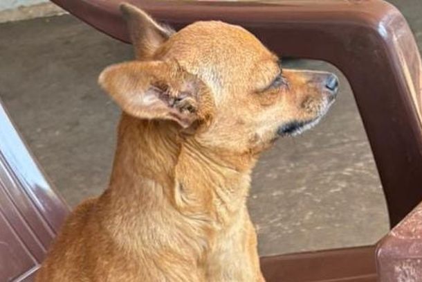 Maya foi reencontrada e j&aacute; est&aacute; com sua fam&iacute;lia