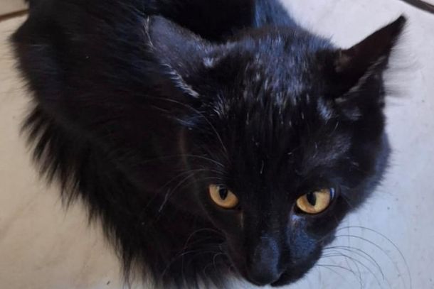Gata Ninim est&aacute; desaparecida desde a &uacute;ltima quarta-feira (31) a tarde