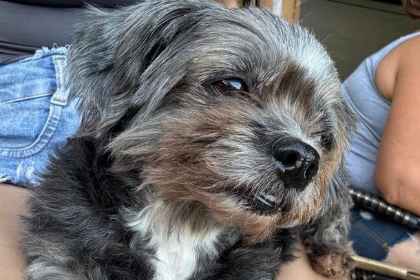 Luna est&aacute; sendo procurada pela fam&iacute;lia na regi&atilde;o do Laguna e Regissol, em Mirassol