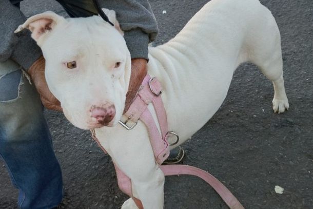 Pitbull &eacute; d&oacute;cil e foi encontrada vagando pelo bairro Morada do Sol, em Mirassol