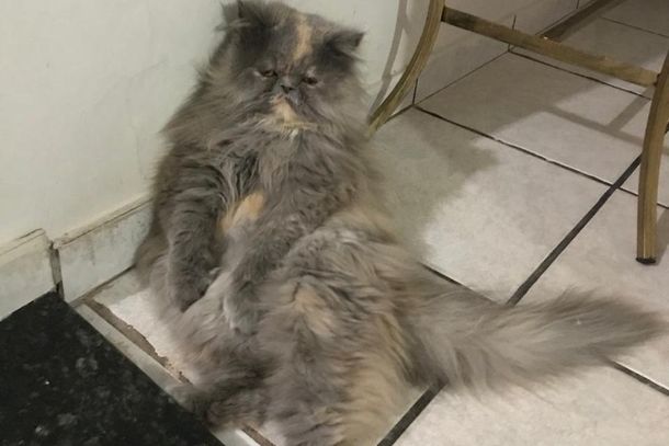 Gatinha Laninha, de 6 anos, est&aacute; desaparecida desde o dia 23 de julho