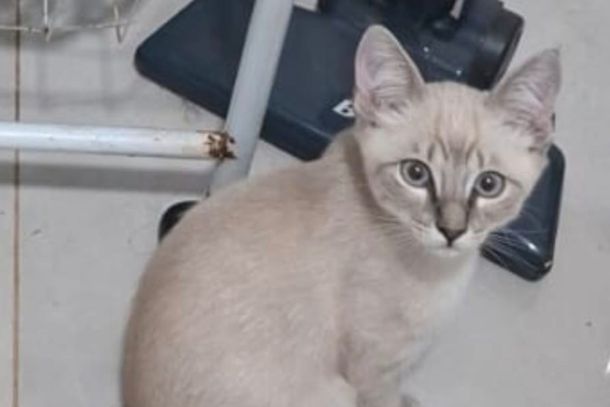 Gatinho Simba est&aacute; desaparecido desde o dia 17 de julho no Regissol 2