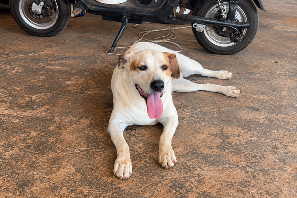 Cachorra de porte m&eacute;dio apareceu nesta segunda-feira (12) no Haras Pissolato, em Mirassol