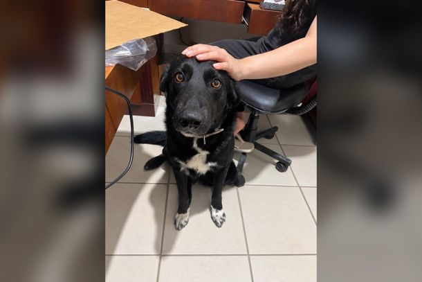 C&atilde;o Apolo desapareceu no domingo no bairro Nossa Senhora Aparecida; ele est&aacute; usando uma coleira com a descri&ccedil;&atilde;o Bob (irm&atilde;o dele)