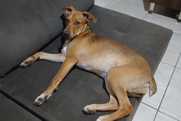 Mel j&aacute; est&aacute; em casa