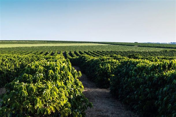 Sicredi fortalece o campo com o Plano Safra.